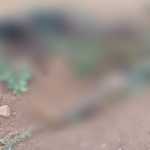 Cameroun: two bodies discovered in Bamenda