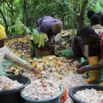 Cocoa: prices overtake robusta in Cameroon