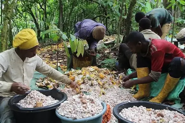 Cocoa: prices overtake robusta in Cameroon