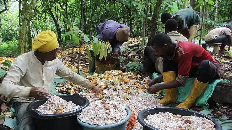 Cocoa: prices overtake robusta in Cameroon