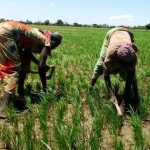 Adamaoua: a 2026 agricultural calendar marked by climate anticipation