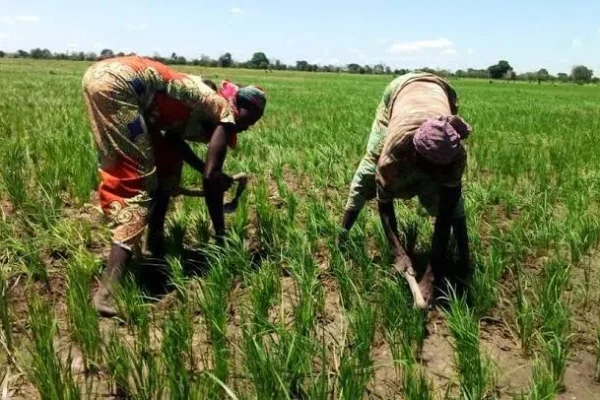 Adamaoua: a 2026 agricultural calendar marked by climate anticipation