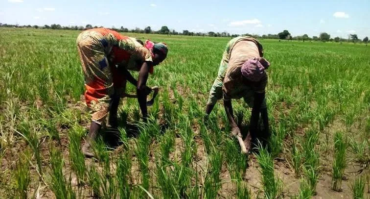 Adamaoua: a 2026 agricultural calendar marked by climate anticipation