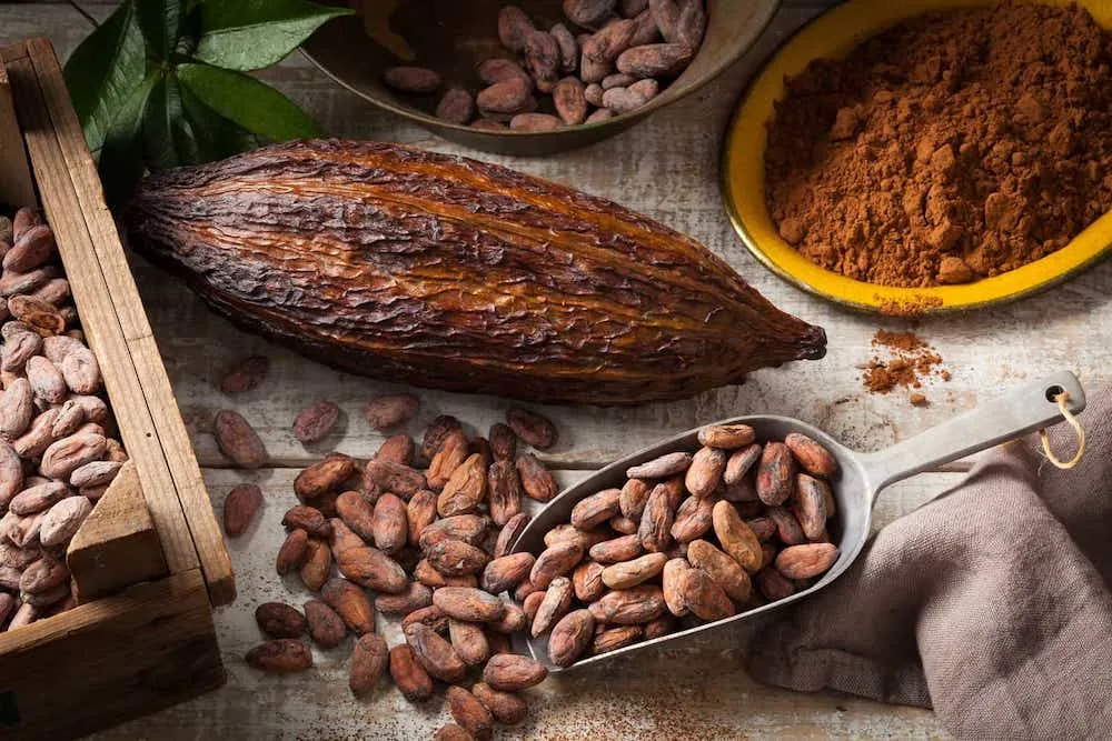 Cocoa: 18,7% increase in export revenues in 2025