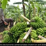 Cameroon: 23,977 tons of bananas exported in March 2026, up 22.4% year on year