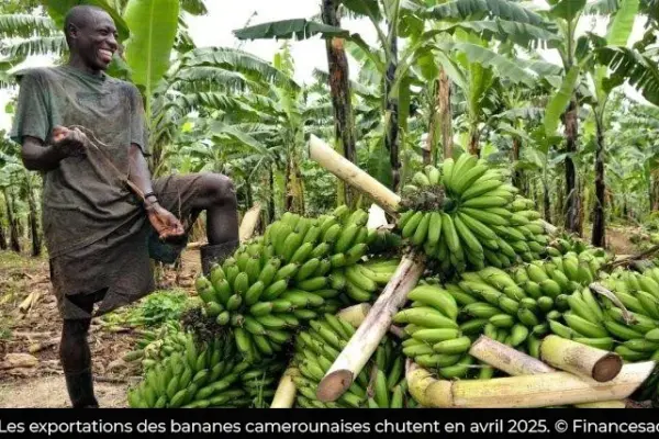 Cameroon: 23,977 tons of bananas exported in March 2026, up 22.4% year on year