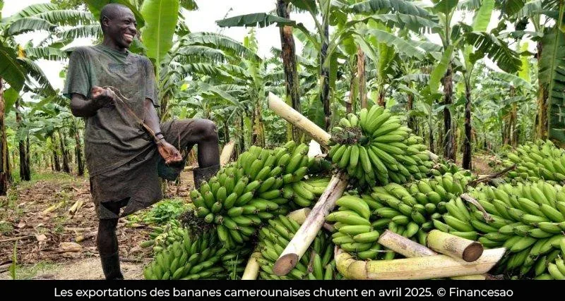 Cameroon: 23,977 tons of bananas exported in March 2026, up 22.4% year on year