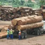 Cameroon: 98% of exports concentrated in the Gulf, LPG jumps to 18.9 billion FCFA in 2024