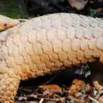 Cameroon: about 1,320 pangolins slaughtered in Boumba and Ngoko
