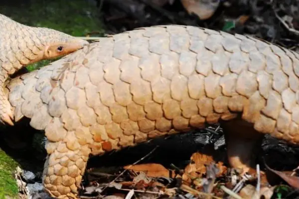 Cameroon: about 1,320 pangolins slaughtered in Boumba and Ngoko