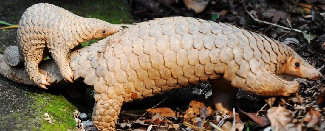 Cameroon: about 1,320 pangolins slaughtered in Boumba and Ngoko