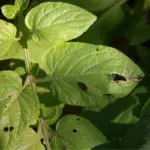Cameroon launches an urgent response against plant pests