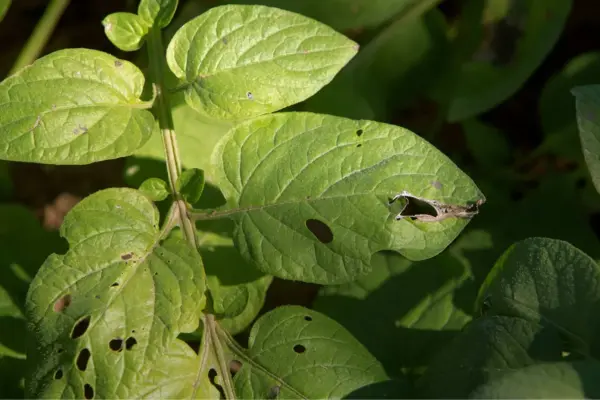 Cameroon launches an urgent response against plant pests