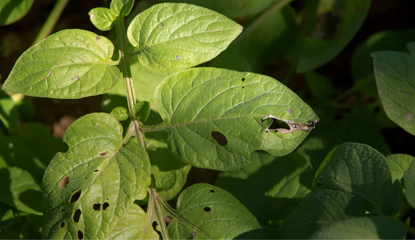 Cameroon launches an urgent response against plant pests