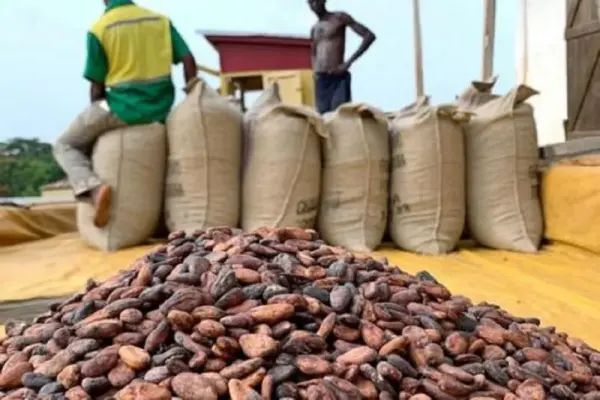 Africa: the top four producers plan to end raw cocoa exports