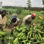 Banana export: CDC falls by 12% in June 2026