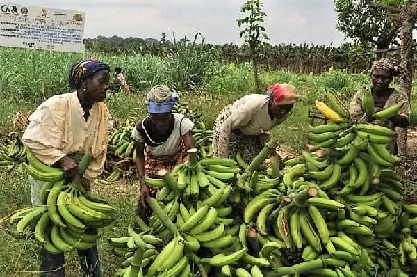 Banana export: CDC falls by 12% in June 2026
